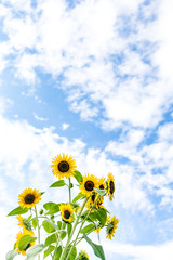 ヒマワリと青空