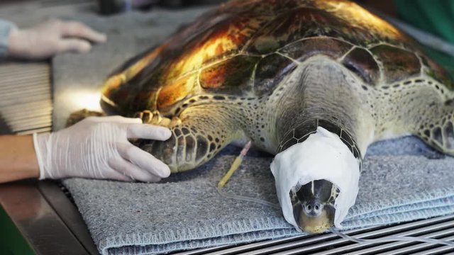 Close up shot, Volunteers are treating injuries of sea turtles. 4K
