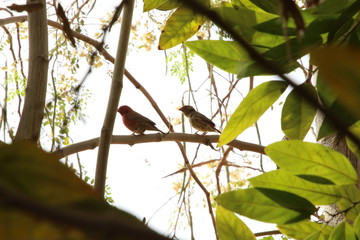 LES OISEAUX S'ENVOLENT ENSEMBLE