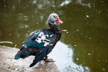 Pato mirando 