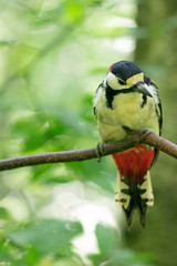 Fototapeta premium Portrait of a great spotted woodpecker (Dendrocopos major) in a typical natural breeding habitat. Great spotted woodpecker on a tree.