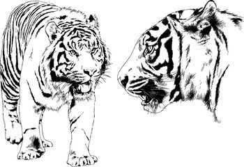 vector drawings sketches different predator , tigers lions cheetahs and leopards are drawn in ink by hand , objects with no background	