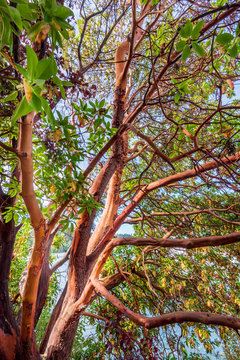 Abstract red Arbutus and green tree background in Vancouver, Canada.