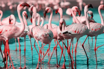 Poster Wild african birds. Group birds of pink african flamingos  walking around the blue lagoon on a sunny day © Yuliia Lakeienko