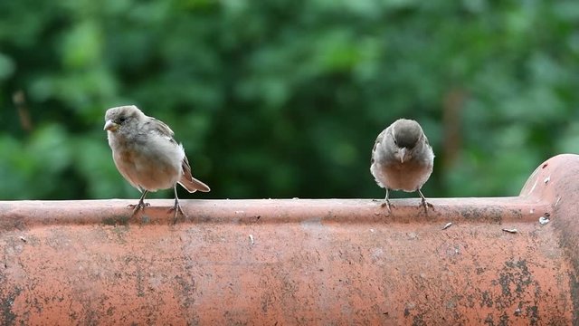 Two juvenile house sparrows (Passer domesticus) perched on ridge tile on roof of house flying off and male appearing