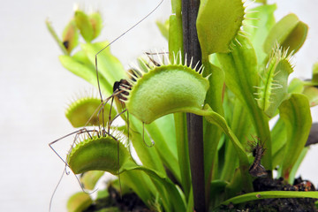 A close-up of a spider trapped in a venus flytrap leaf, white background © E-lona