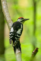  Great spotted woodpecker (Dendrocopos major) in the plumage of a young bird sits on a tree. portrait of young Great spotted woodpecker.
