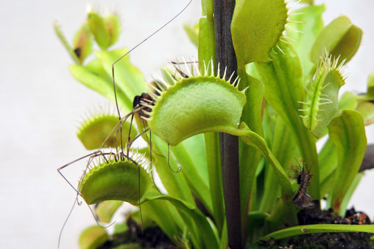 A close-up of a spider trapped in a venus flytrap leaf, white background