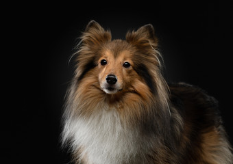 portrait of a dog on a black background. Pet on the dark. Sheltie in a photo studio