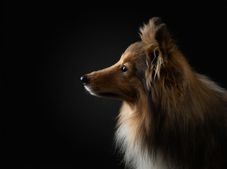 portrait of a dog on a black background. Pet on the dark. Sheltie in a photo studio
