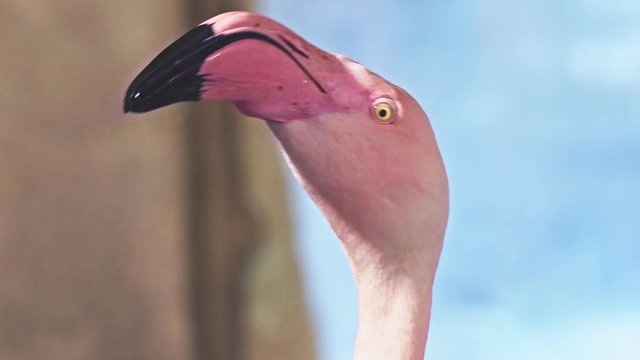 Macro detail of flamingo bird head (latin name Phoenicopterus roseus). Pink bird is rotating its head with big beak. Flamengo is naturally living in Africa or Asia.