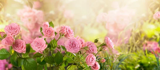  Mysterieuze sprookje lente bloemen brede panoramische banner met fantastische bloeiende roze roze bloemen zomer fantasie tuin op wazig zonnige heldere glanzende gloeiende achtergrond en kopieer ruimte © julia_arda
