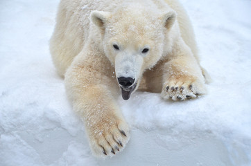 Naklejka na ściany i meble polar bear in snow