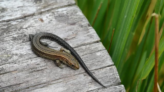 Viviparous lizard / Common lizard (Zootoca vivipara / Lacerta vivipara) juvenile sunning on log and dashing away