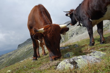 Grauvieh auf der Alm