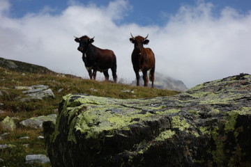 Grauvieh auf der Alm