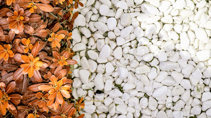 Natural background of flowers and stones.