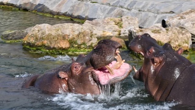 Two common hippopotamuses / hippos (Hippopotamus amphibius) play fighting in water of lake