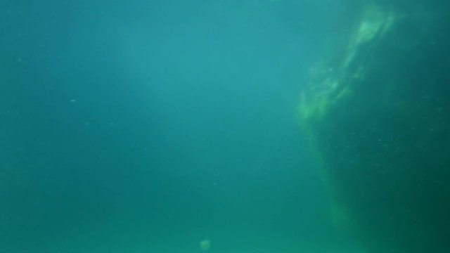 Brown fur seal / Cape fur seal (Arctocephalus pusillus) male and female seals swimming by underwater