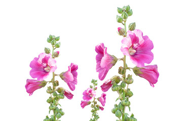 Pink color alcea, hollyhock flowers isolated on white background, clipping path included