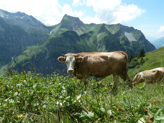 Grauvieh auf der Alm