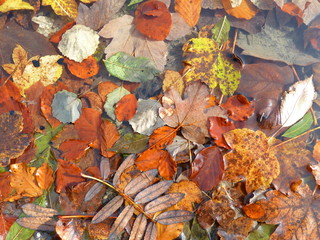 Herbstlaub im Alpsee