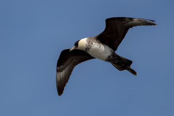 Pomarine Skua Flying