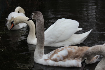 Schwan