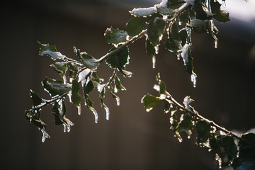 sunlit ice on holly branch