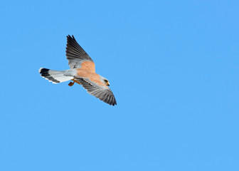 Lesser Kestrel (Falco naumanni), Greece	