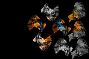 Siamese fighting fish.Multi color fighting fish isolated on black background.