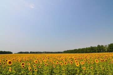 Fototapeta na wymiar Summer yellow sunflowers with green leaves in field on summer day