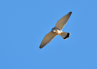 Lesser Kestrel (Falco naumanni), Greece	