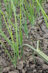 Loosening soil around green onions using hand garden rake.