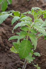 Young tomato plant on a garden bed in the morning.