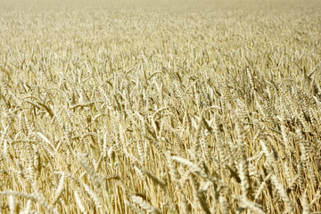 Wheat field on a bright Sunny day. Agriculture. Rural industry. Background.