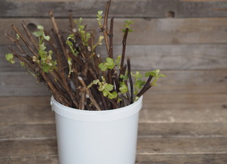 Dried calendula flowers for brewing medicinal tea on a wooden ancient table. Health and medicine.