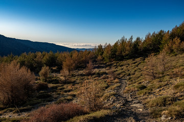 Mountain forest in the morning