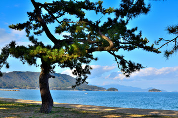 絶景～津田の松原にたたずむ松の木～