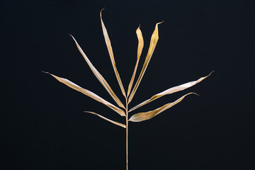 sunlit dried bamboo leaves