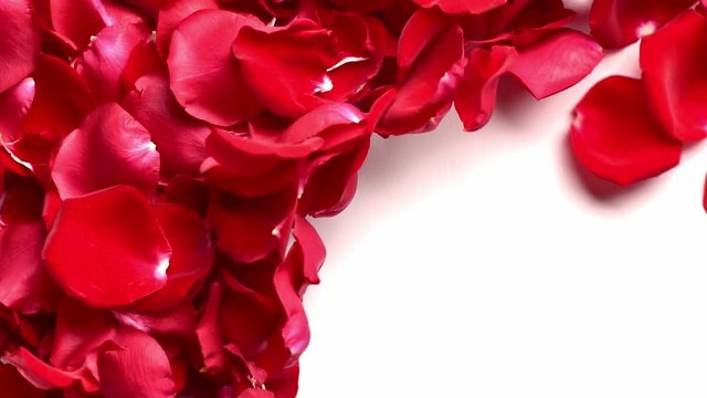 Blowing rose petals in slow motion on white background