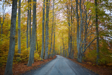Obraz premium Autumn forest. Forest with country road at sunset. Colorful landscape with trees, rural road, orange leaves and blue sky. Travel. Autumn background. Magic forest.