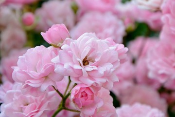 Delicate pink roses in the garden close-up