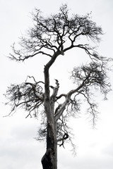 burnt pine against a gray sky