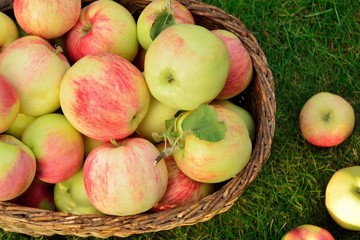 Ripe fresh apples in a basket on the grass in the garden closeup