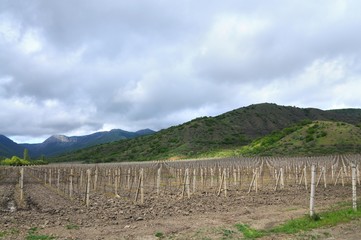 Fototapeta na wymiar Rows of grapes, vineyards in Crimea