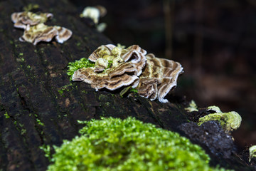 Beautiful mushrooms and moss on tree in nature