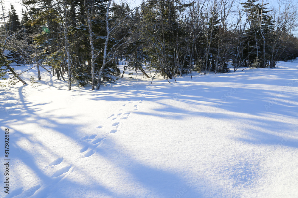 Wall mural rabbit footprints on winter trail