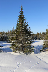 Spruce tree in winter