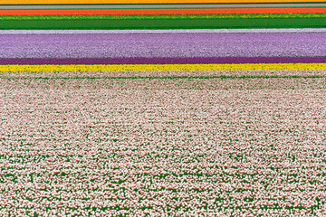 tulips geometry